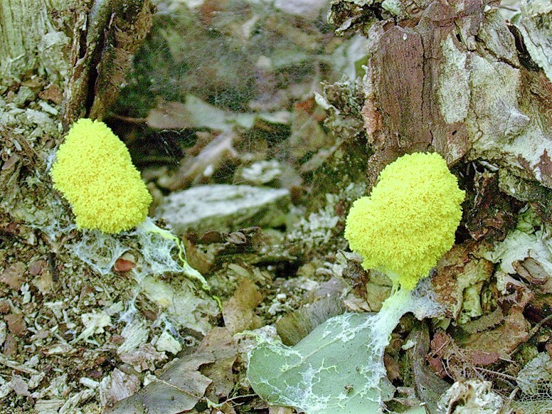 414 Agosto vecchio ritrovamento